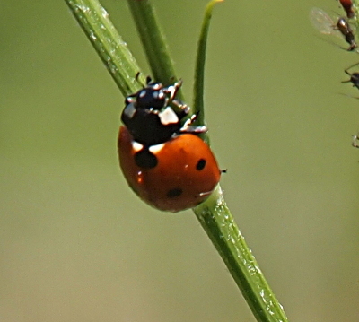 [The wings of this ladybug are reddish-ornage with about three black spots on each wing. There is one large spot on the section of wing just behind its head. Its head is black with a white patch on each cheek. The beetle is walking up the stalk of a Carolina false dandelion plant.]